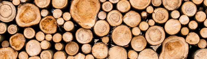 Holzinvestment: Fünf Wege, Geld in Holz zu investieren